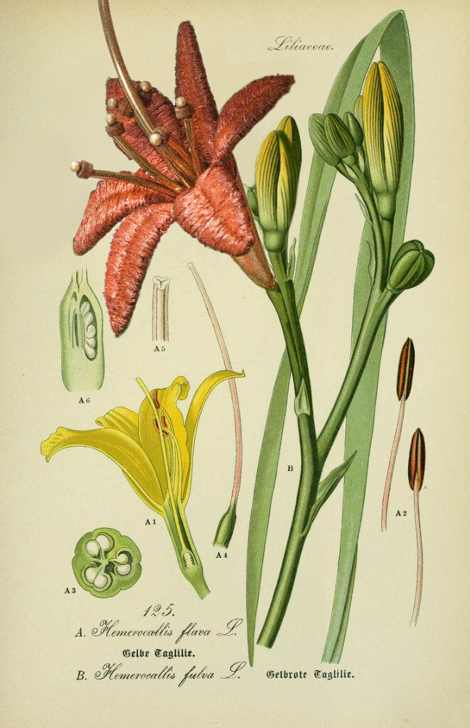 Lilium Earrings